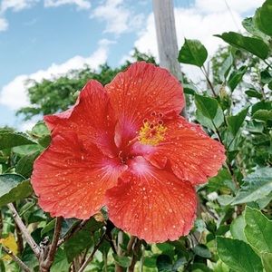 Meet your Posher, Sammie